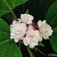 Clerodendrum chinense (Osbeck) Mabb.